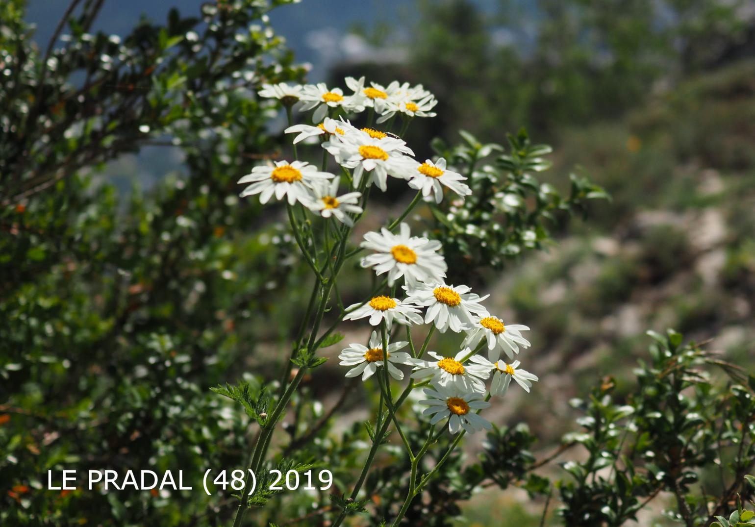 Feverfew, Scentless